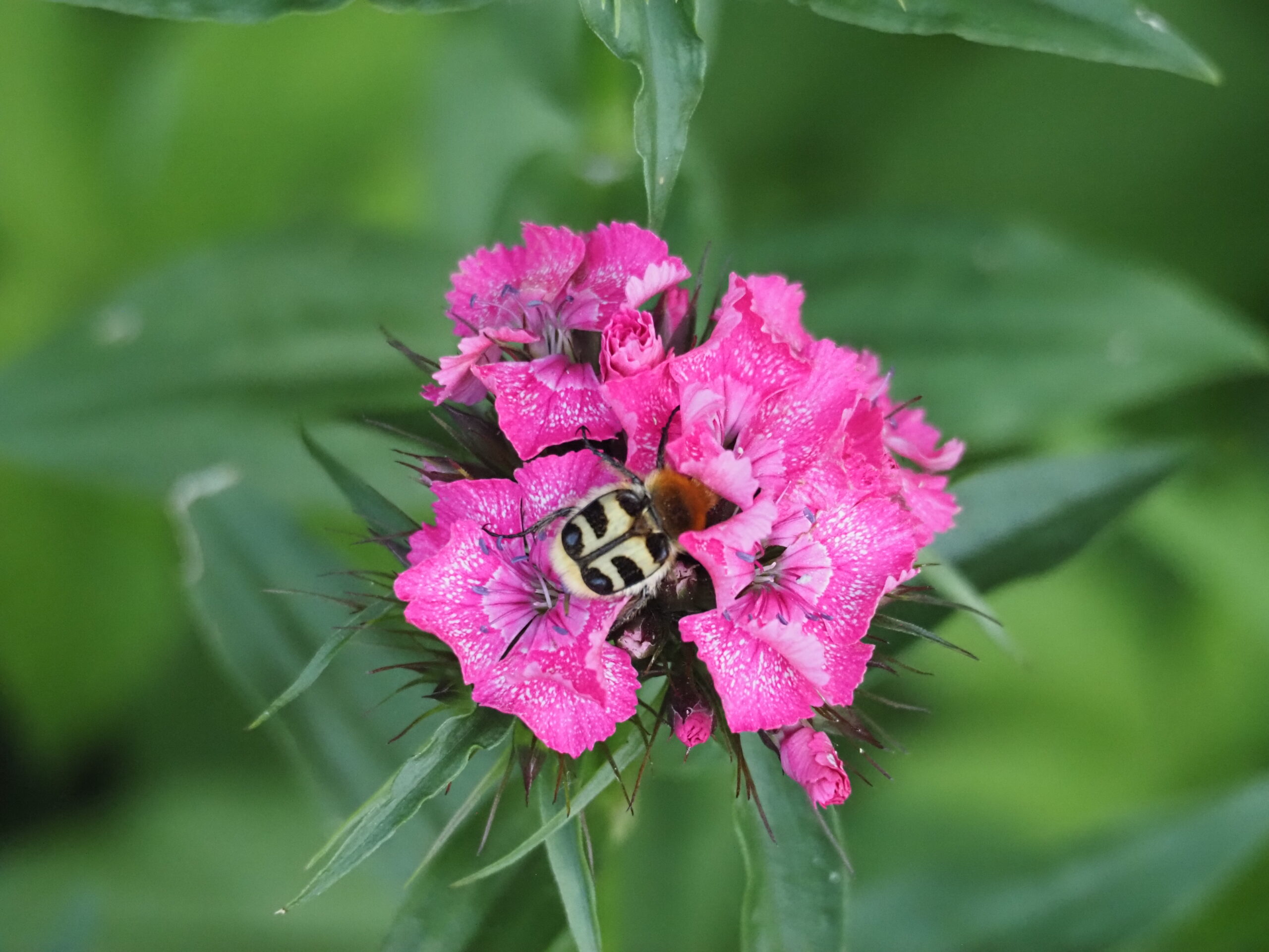 Penseelkever op duizendschoon